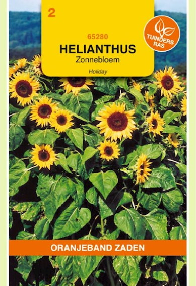 Sonnenblume Holiday (Helianthus) 15 Samen OBZ